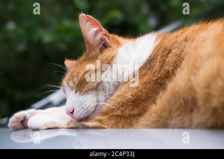 Ginger Cat sta dormendo comodamente sul caldo cofano di una macchina contro i tergicristalli e il parabrezza Foto Stock