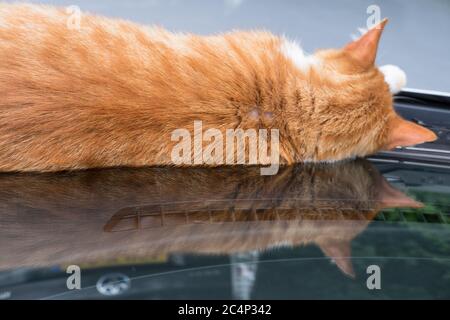Il gatto zenzero visto sul retro sta dormendo comodamente sul cofano di un'auto ed è specchiato nel cofano Foto Stock