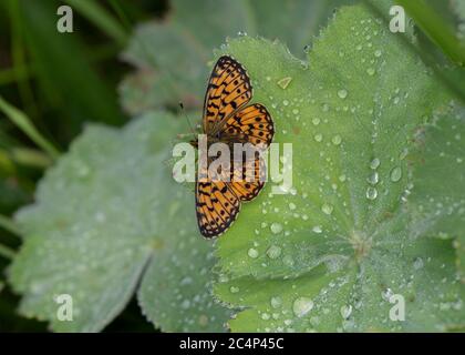 Piccolo Fritillario perlato (Boloria selene) è appena emerso il mecunium femminile di exuding, a riposo sul mantello di Lady, Foresta di Mabie, Dumfries, Scozia del sud-ovest Foto Stock