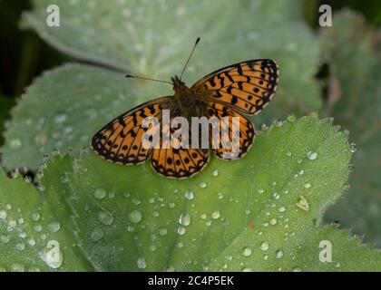 Piccolo Fritillario perlato (Boloria selene) è appena emerso il mecunium femminile di exuding, a riposo sul mantello di Lady, Foresta di Mabie, Dumfries, Scozia del sud-ovest Foto Stock