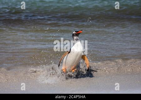 Gentoo Penguin; Pigoskelis papua; in Surf; Falkland; Foto Stock