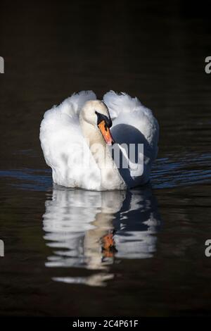 Cigno; Cygnus olor; Regno Unito Foto Stock