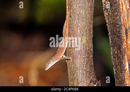 Anole lucertola, Anolis sagrei, Half Moon Caye, Faro Reef Atoll, Belize Foto Stock