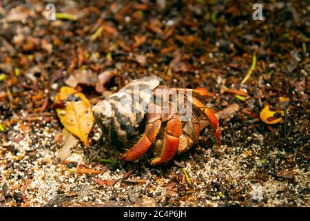 Granchio eremita gigante, Petrochirus diogenes, Mezza Luna Caye, Faro Reef Atoll, Belize Foto Stock