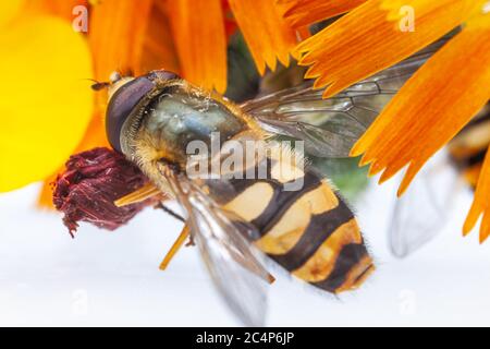 Comune Hoverfly Syrphus ribesii Foto Stock