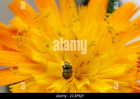 Primo piano di bug su fiori di arancio falco (pilosella aurantiaca, precedentemente chiamato: hieracium aurantiacum) Foto Stock