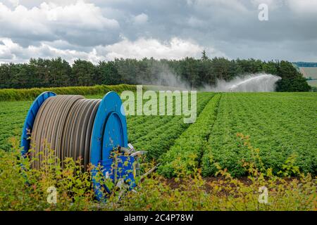 Sistema di irrigazione automatica Potato Field Foto Stock