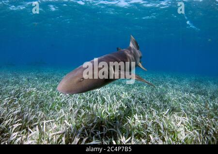 Squalo Nurse, cirratum Ginglymostoma, nuoto su erba tartaruga, Thalassia testudinum, Hol Chan Marine Reserve, San Pedro, Belize Foto Stock