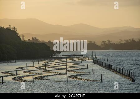 Letti Oyster Moruya River NSW Australia Foto Stock