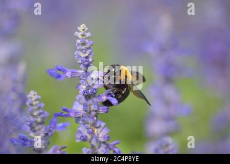 Sfondo natura di Honeybee raccolta nel giardino di lavanda Foto Stock