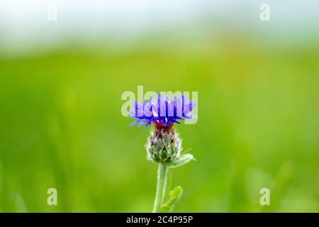 Fiore di mais blu, Centaurea fiore di ciano su backgrounders di luce morbida della sera. Foto Stock