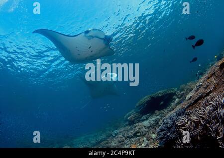 Manta Rays, Manta alfredi o Mobula alfredi, Parco Nazionale di Komodo, Indonesia Foto Stock