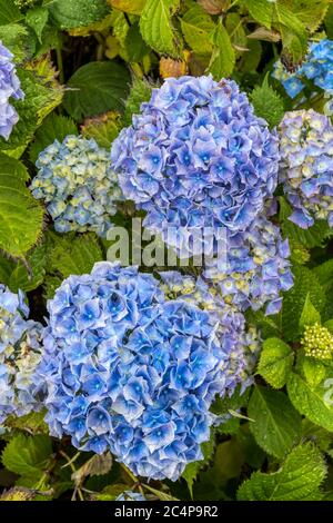 Fiori blu su una testa di mopotina Hydrangea macrophylla, da essa prodotta in condizioni di terreno acido. Foto Stock