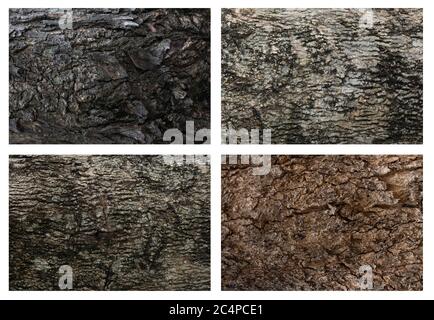 Collezione di trame di corteccia per la texture di alberi 3D Foto Stock