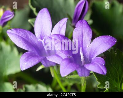 Primo piano dei piccoli fiori blu del fiorellino Adriatico in fiore in estate, Campanula garganica 'rs Resholt' Foto Stock