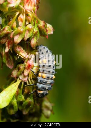Vista laterale del corpo grigio e giallo di una larva del ladybird nativo britannico sette punti, Coccinella septempunctata Foto Stock