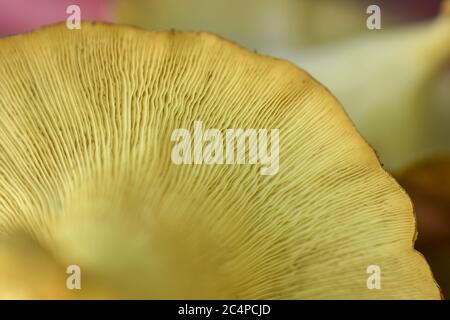 tessuto della pelle di funghi di oyster. Immagine HD e risoluzione grande. Può essere utilizzato come sfondo e sfondo. Banner web consepts. Foto Stock