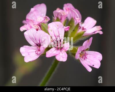 Piccoli fiori rosa del sub arbusto tenero lievitato profumato, Pelargonio capitatum 'Attar of Roses' Foto Stock