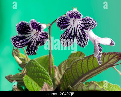 Marcature bianche e viola sui fiori estivi della pianta sempreverde, Streptocarpus "Polka Dot Purple" Foto Stock