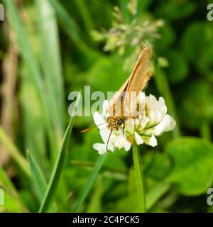 Farfalla nativa inglese piccolo skipper, Thymelicus sylvestris, che si nutre di trifoglio bianco, Trifolium si ripone, in una punta non tagliata sul bordo della strada Foto Stock