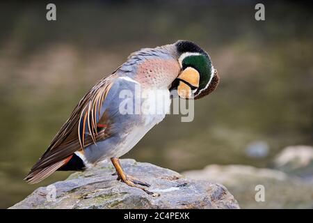 Preening Teale Baikal (Sibirionetta formosa), anatra bimaculata Foto Stock