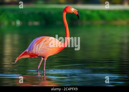 Flamingo in piedi nel lago, bellissimo tramonto girato Foto Stock