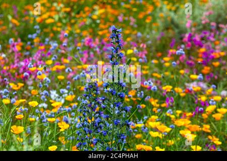 Giardino dei fiori selvatici prato estivo giugno prato fiori colorati fiori selvatici Bugloss di Viper Echium vulgare giardino dei fiori selvatici giardino dei fiori selvatici Foto Stock