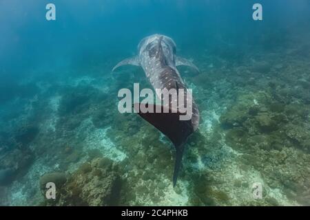 Whaleshark (Rhincodon typus) di dimensioni adulte che nuotano con grazia vicino al fondo della barriera corallina. Foto Stock