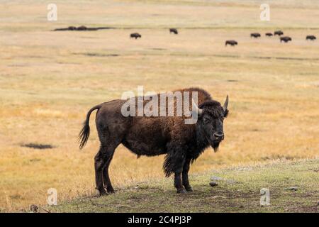 Bisonte americano su pendio di collina e il suo mandria sulla valle erbosa in parco naturale. Foto Stock