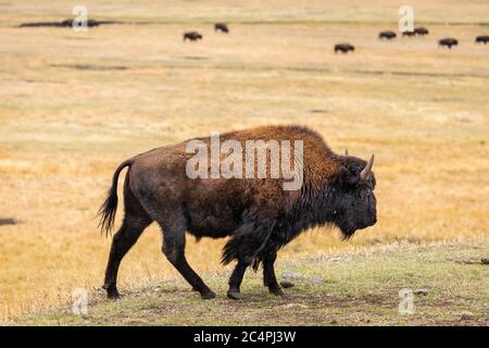 Bisonte americano su pendio di collina e il suo mandria sulla valle erbosa in parco naturale. Foto Stock