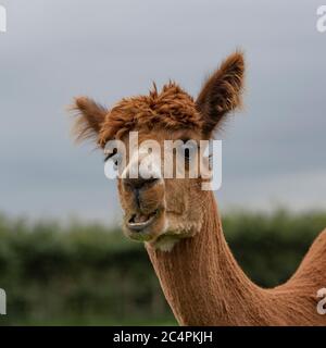 Alpaca Foto Stock