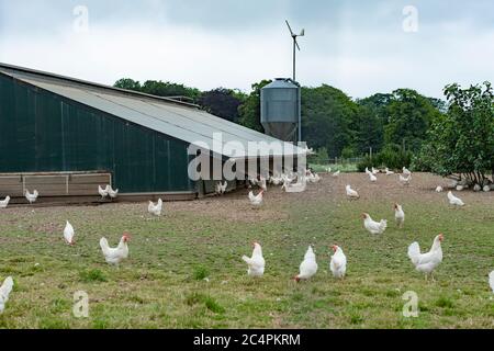 produzione di uova a gamma libera commerciale Foto Stock