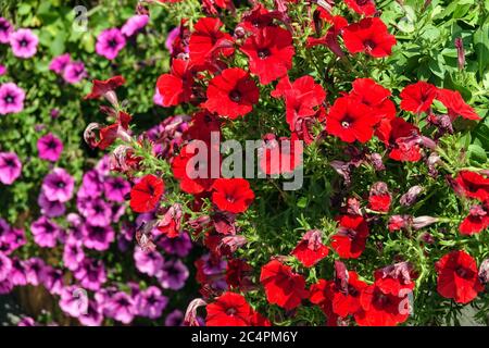 Red Petunia surfinia Foto Stock