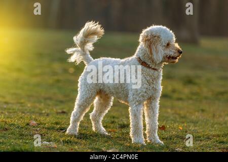 Bianco cane barboncino outdoors su erba verde Foto Stock
