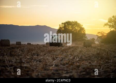 Il trattore con il rimorchio a lavorare nella golden campo di grano al tramonto. Foto Stock