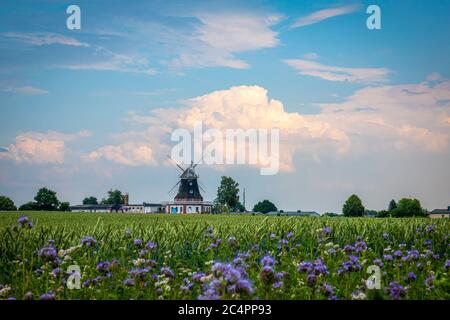 dietro un campo di cornfield verde si trova un vecchio mulino a vento e il cielo è blu con nuvole bianche Foto Stock
