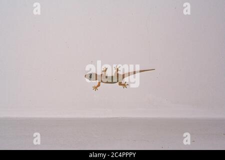 Asuncion, Paraguay. 23 Marzo 2006. Una casa tropicale gecko (Hemidactylus mabouia) cammina sul soffitto durante la notte, Asuncion, Paraguay. I geckos tropicali della casa sono principalmente notturni e mangia un sacco di insetti pesti domestici, come ragni, scorpioni e scarafaggi. Foto Stock