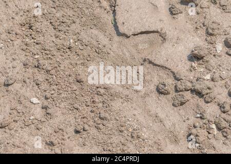 Suolo struttura di simo fangoso che asciuga in campo. Grave pioggia scentrante in campo tagliato ha lasciato aree di limo fine dove l'acqua aveva raccolto, poi asciugato fuori. Foto Stock