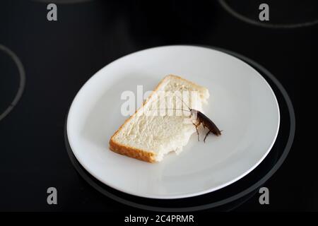 Uno scarafaggio è seduto su un pezzo di pane in un piatto in cucina. I cocktail mangiano i miei prodotti alimentari. Foto Stock