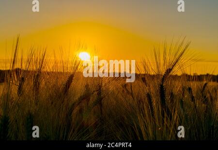 Orzo al ribasso durante l'alba vicino a Flaxby, Harrogate, North Yorkshire. È un membro della famiglia dell'erba, è un grano di cereale importante cresciuto in temperato Foto Stock