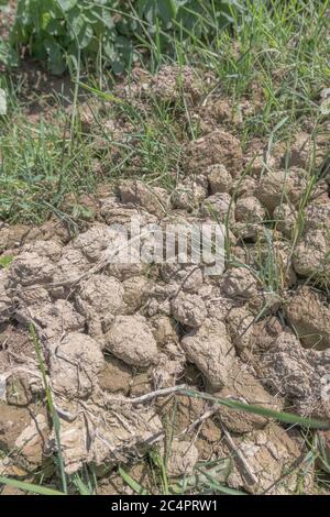 Grodi di creta-come suolo tirato da parte in un campo di patate. Per condizione di suolo, valutando suoli, aggregazione di suolo. Foto Stock