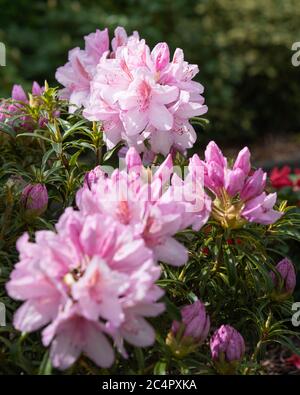 Rhododendron ponticum Filigran (Rhododendron ponticum) Foto Stock