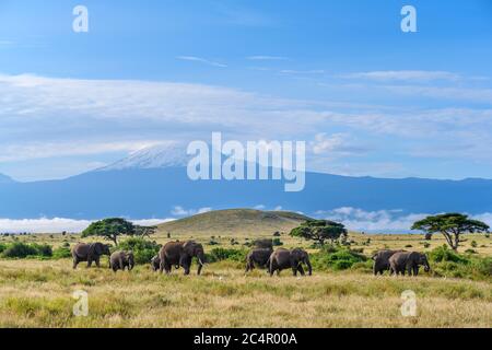 Elefanti africani di cespuglio (Loxodonta africana) con il Monte Kilimanjaro alle spalle, Amboseli National Park, Kenya, Africa Foto Stock