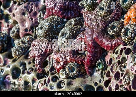 Gruppo di stelle di mare ocra esposte dalla bassa marea aggrappata ad una superficie di roccia porosa nella costa meridionale dell'Oregon Foto Stock