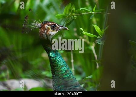 Primo piano pavone indiano. pavone con collo testurizzato di colore verde. Sfondo della fauna selvatica Foto Stock