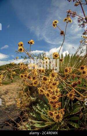 I bellissimi fiori gialli della pianta esotica di ringhiera, catturati negli altipiani delle montagne andine della Colombia centrale. Foto Stock