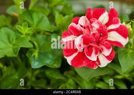 Petunia Ripple di ciliegia Foto Stock