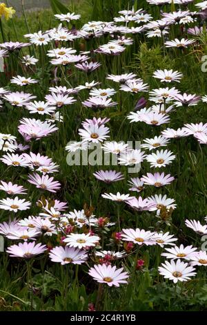 Aprire teste di fiore di Osteospermum bianco - il Daisy africano Foto Stock