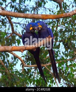 Due giacinti Macaws su una filiale, testa a testa. Pantanal, Brasile Foto Stock