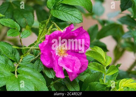 Hagebutten Blüte, Wild Rose mit Knospen in violett, lila Foto Stock